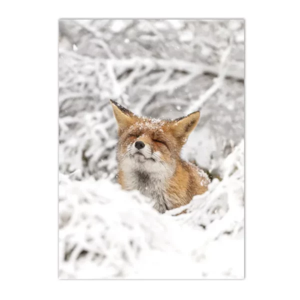 S5caa77bf1d964bafbc4e3b6e9398f666S 1