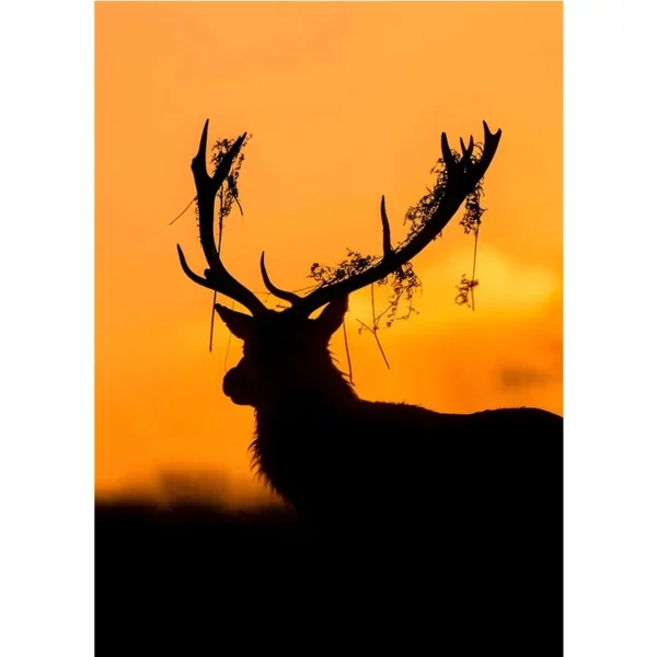 Scc0b4dbd3bbb44d1bc2636b01e16f29dU 1